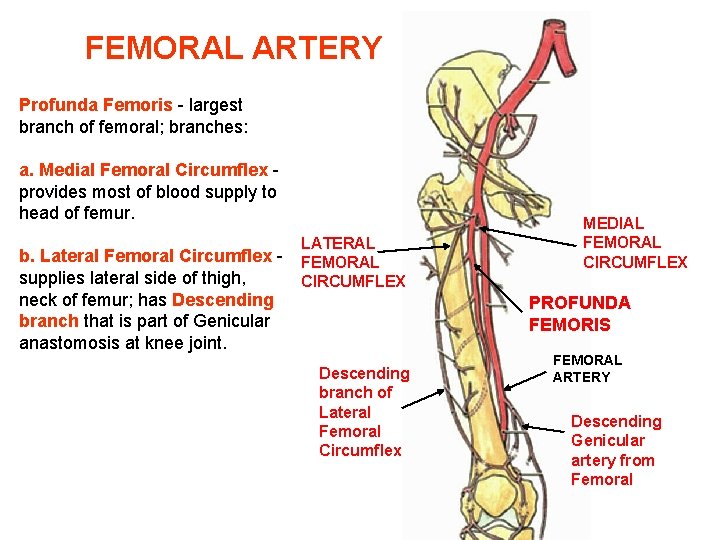 FEMORAL ARTERY Profunda Femoris - largest branch of femoral; branches: a. Medial Femoral Circumflex