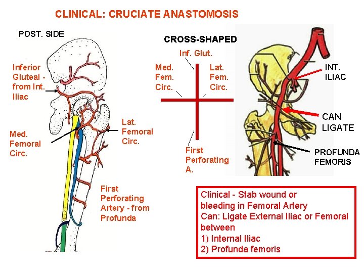 CLINICAL: CRUCIATE ANASTOMOSIS POST. SIDE CROSS-SHAPED Inf. Glut. Inferior Gluteal from Int. Iliac Med.