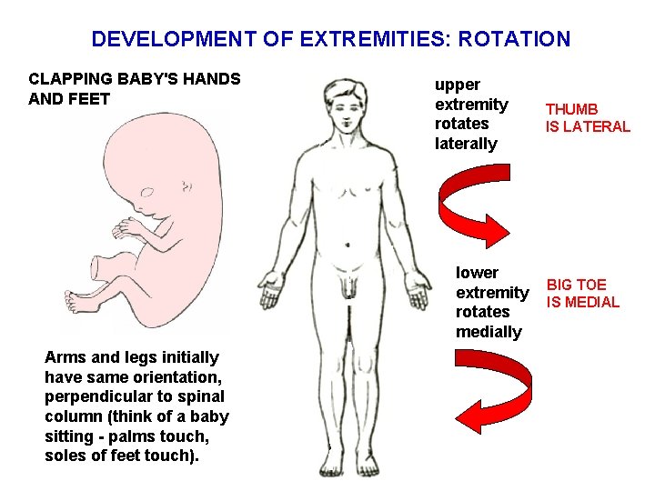 DEVELOPMENT OF EXTREMITIES: ROTATION CLAPPING BABY'S HANDS AND FEET upper extremity rotates laterally lower