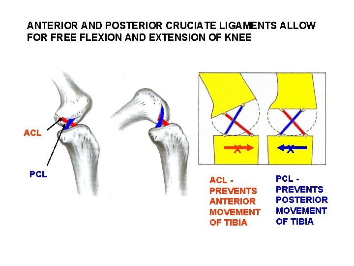 ANTERIOR AND POSTERIOR CRUCIATE LIGAMENTS ALLOW FOR FREE FLEXION AND EXTENSION OF KNEE ACL