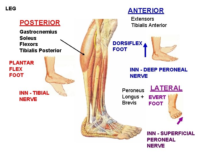 LEG ANTERIOR POSTERIOR Gastrocnemius Soleus Flexors Tibialis Posterior PLANTAR FLEX FOOT INN - TIBIAL