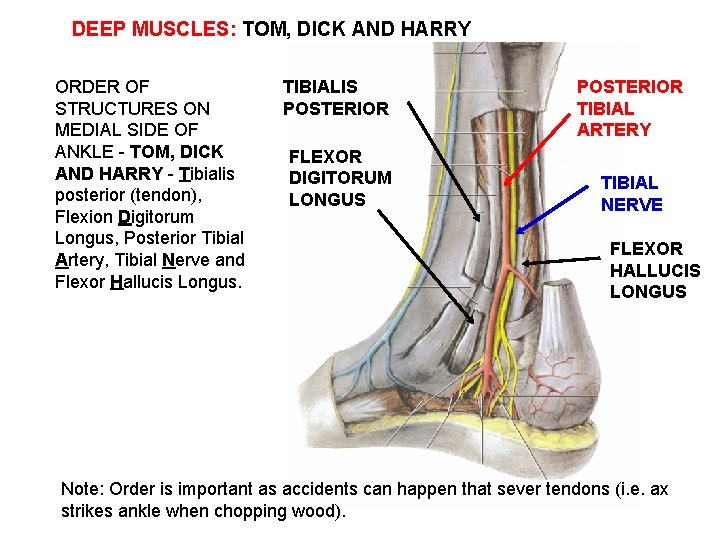 DEEP MUSCLES: TOM, DICK AND HARRY ORDER OF STRUCTURES ON MEDIAL SIDE OF ANKLE
