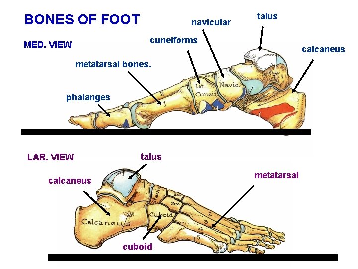 BONES OF FOOT navicular talus cuneiforms MED. VIEW calcaneus metatarsal bones. phalanges LAR. VIEW