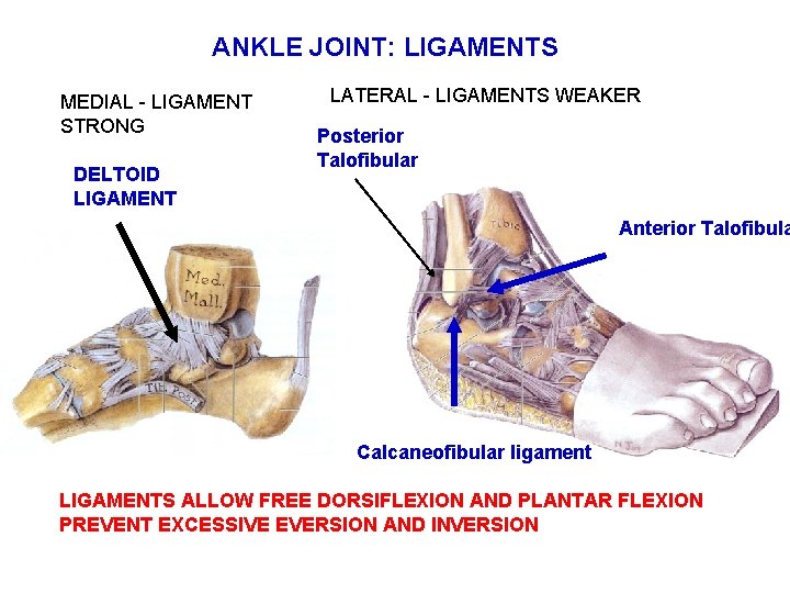 ANKLE JOINT: LIGAMENTS MEDIAL - LIGAMENT STRONG DELTOID LIGAMENT LATERAL - LIGAMENTS WEAKER Posterior