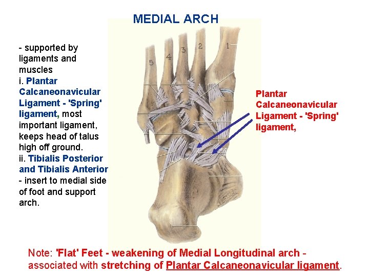 MEDIAL ARCH - supported by ligaments and muscles i. Plantar Calcaneonavicular Ligament - 'Spring'