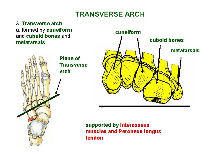 TRANSVERSE ARCH 3. Transverse arch a. formed by cuneiform and cuboid bones and metatarsals