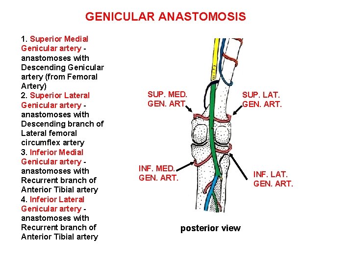 GENICULAR ANASTOMOSIS 1. Superior Medial Genicular artery anastomoses with Descending Genicular artery (from Femoral