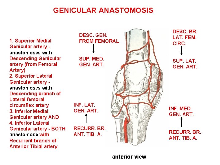 GENICULAR ANASTOMOSIS 1. Superior Medial Genicular artery anastomoses with Descending Genicular artery (from Femoral