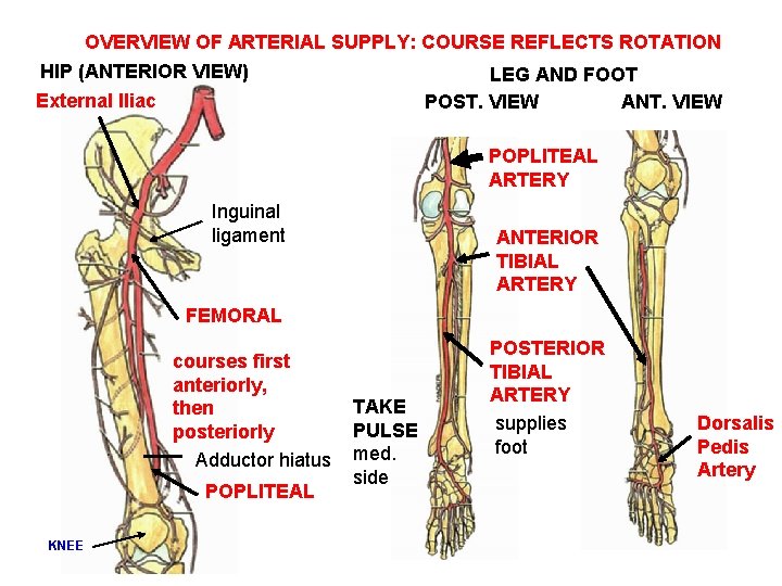 OVERVIEW OF ARTERIAL SUPPLY: COURSE REFLECTS ROTATION HIP (ANTERIOR VIEW) LEG AND FOOT External