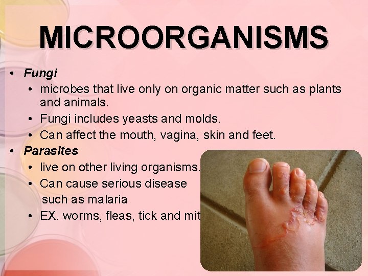 MICROORGANISMS • Fungi • microbes that live only on organic matter such as plants