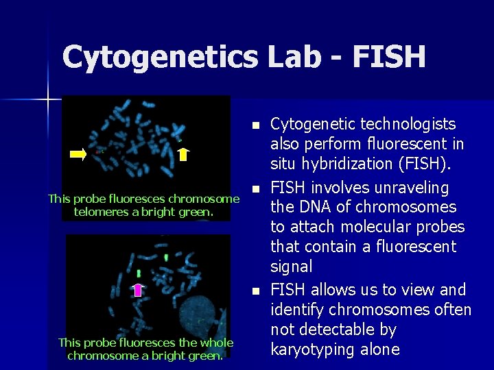 Cytogenetics Lab - FISH n This probe fluoresces chromosome telomeres a bright green. n Cytogenetics Lab - FISH n This probe fluoresces chromosome telomeres a bright green. n