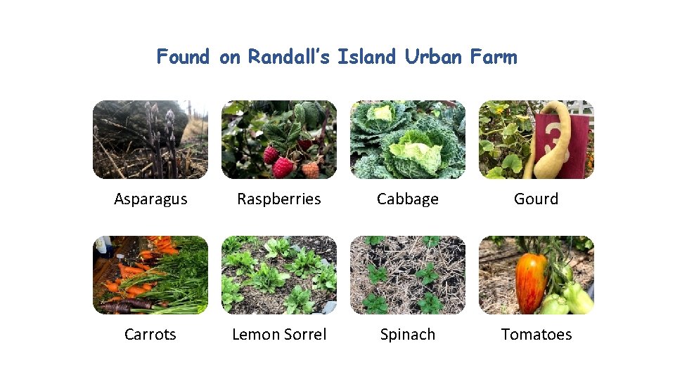 Found on Randall’s Island Urban Farm Asparagus Raspberries Cabbage Gourd Carrots Lemon Sorrel Spinach