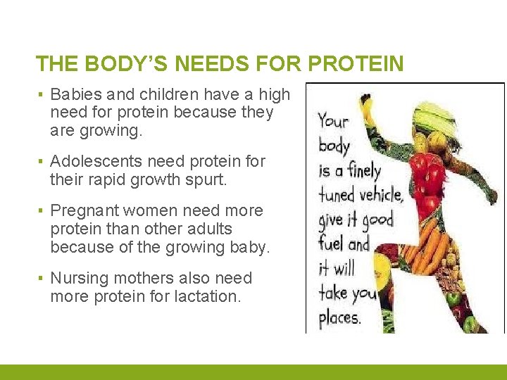 THE BODY’S NEEDS FOR PROTEIN ▪ Babies and children have a high need for