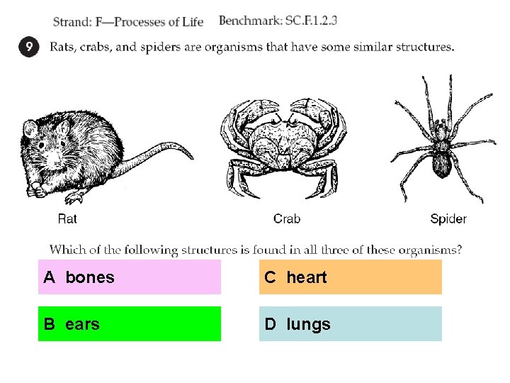 A bones C heart B ears D lungs 