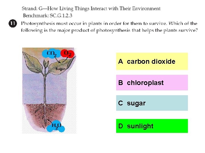 A carbon dioxide B chloroplast C sugar D sunlight 