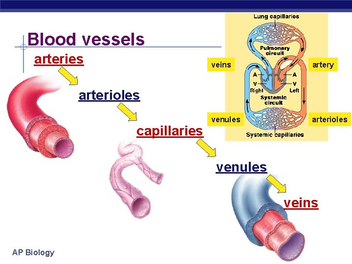 Blood vessels arteries veins artery venules arterioles capillaries venules veins AP Biology 
