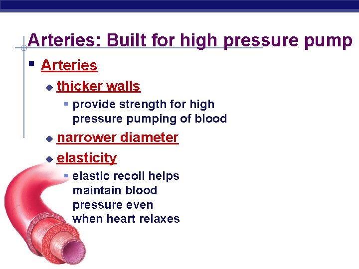 Arteries: Built for high pressure pump § Arteries u thicker walls § provide strength