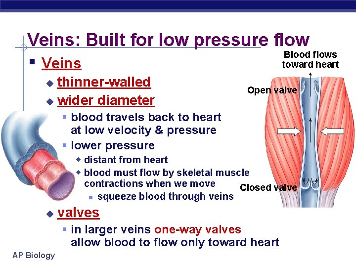 Veins: Built for low pressure flow Blood flows toward heart § Veins thinner-walled u