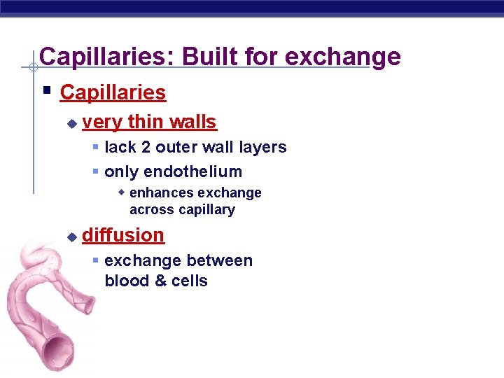 Capillaries: Built for exchange § Capillaries u very thin walls § lack 2 outer