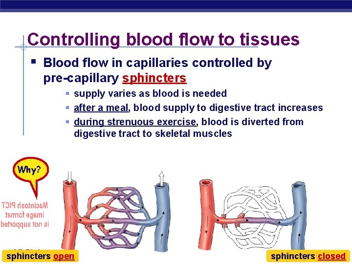 Controlling blood flow to tissues § Blood flow in capillaries controlled by pre-capillary sphincters