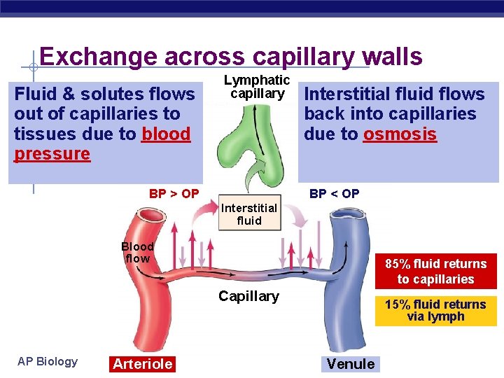 Exchange across capillary walls Fluid & solutes flows out of capillaries to tissues due