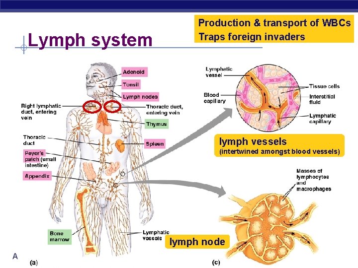 Lymph system Production & transport of WBCs Traps foreign invaders lymph vessels (intertwined amongst