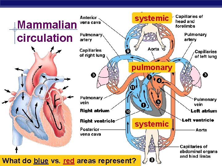 Mammalian circulation systemic pulmonary systemic AP Biology What do blue vs. red areas represent?