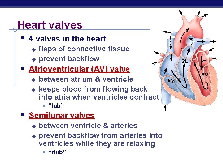 Heart valves § 4 valves in the heart u u flaps of connective tissue