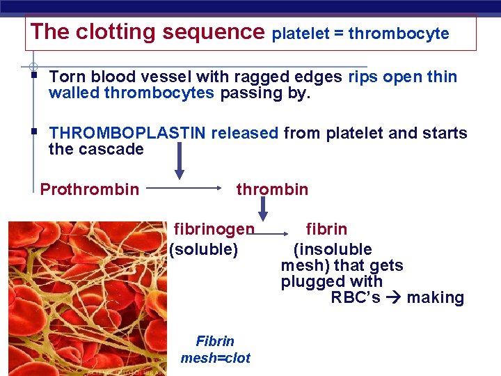 The clotting sequence platelet = thrombocyte § Torn blood vessel with ragged edges rips