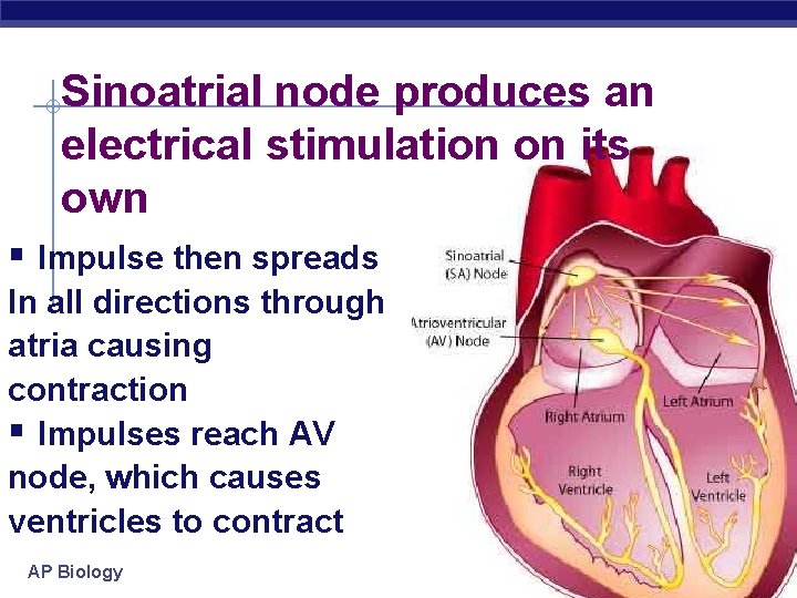 Sinoatrial node produces an electrical stimulation on its own § Impulse then spreads In