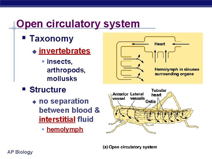 Open circulatory system § Taxonomy u invertebrates § insects, arthropods, mollusks § Structure u