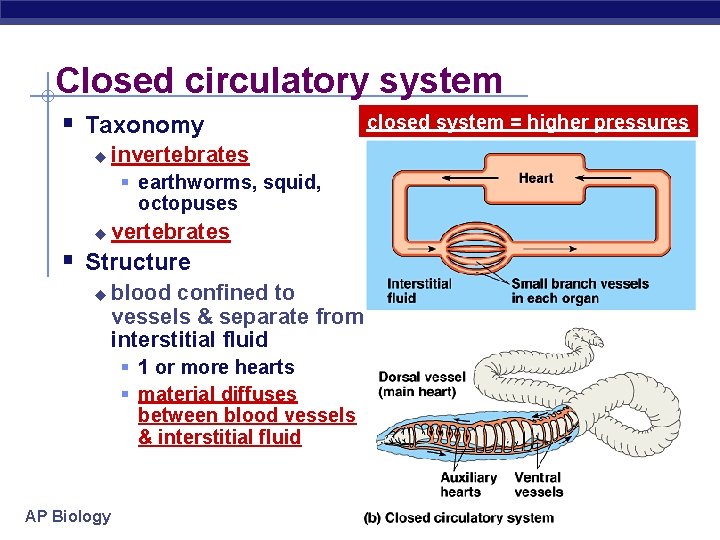 Closed circulatory system § Taxonomy u invertebrates § earthworms, squid, octopuses u vertebrates §