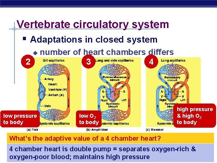 Vertebrate circulatory system § Adaptations in closed system u 2 low pressure to body
