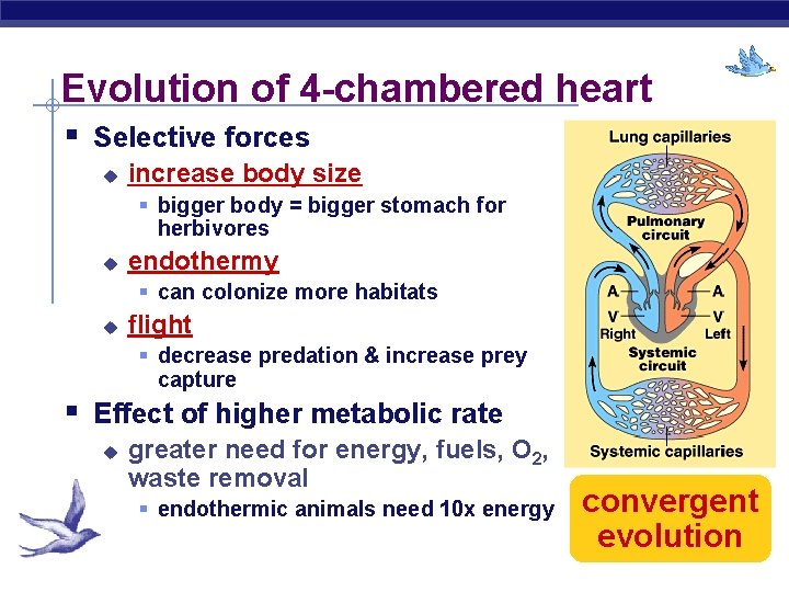 Evolution of 4 -chambered heart § Selective forces u increase body size § bigger