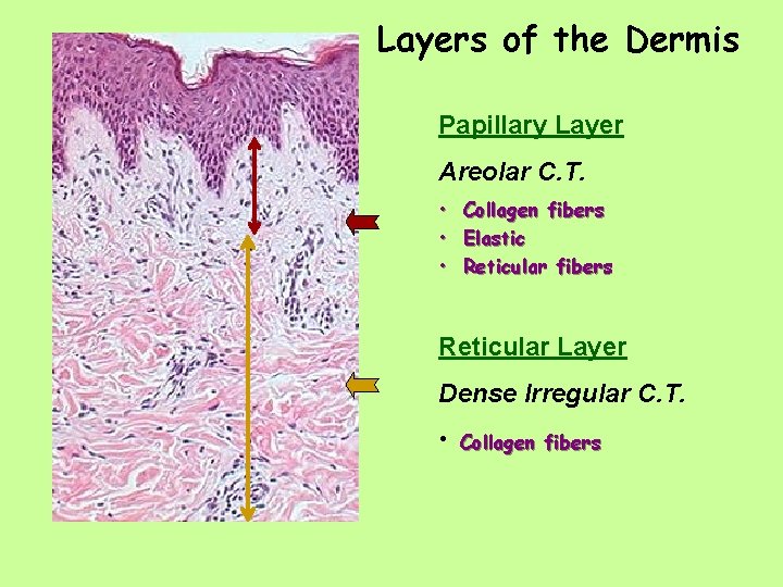 Layers of the Dermis Papillary Layer Areolar C. T. • • • Collagen fibers