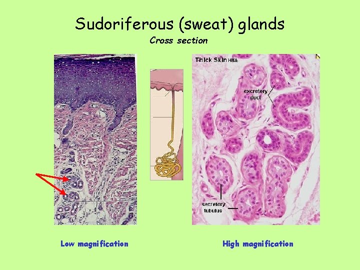 Sudoriferous (sweat) glands Cross section Low magnification High magnification 