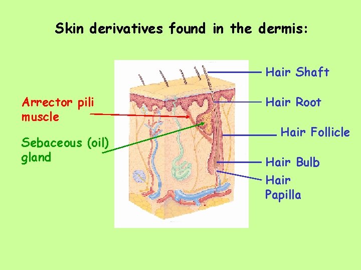 Skin derivatives found in the dermis: Hair Shaft Arrector pili muscle Sebaceous (oil) gland