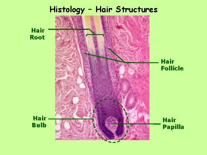 Histology – Hair Structures Hair Root Hair Follicle Hair Bulb Hair Papilla 