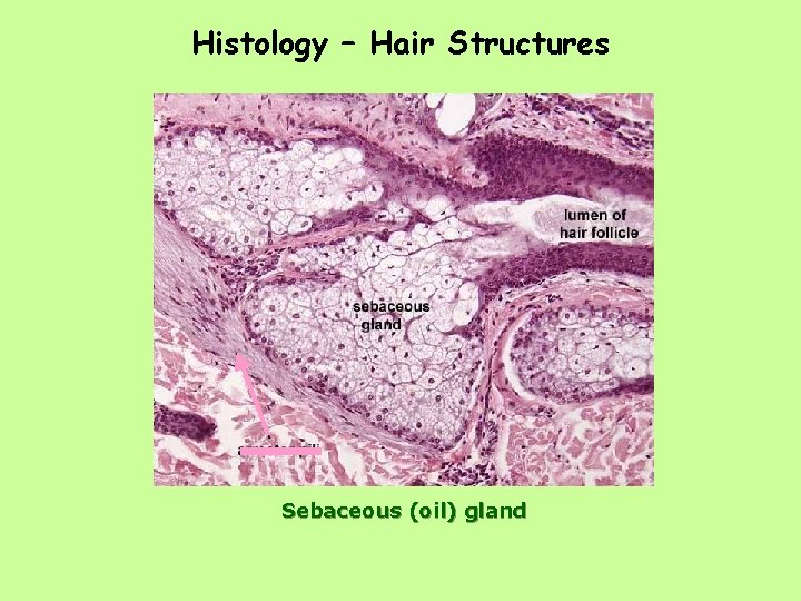 Histology – Hair Structures Sebaceous (oil) gland 