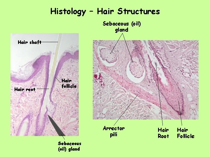 Histology – Hair Structures Sebaceous (oil) gland Hair shaft Hair root Hair follicle Arrector