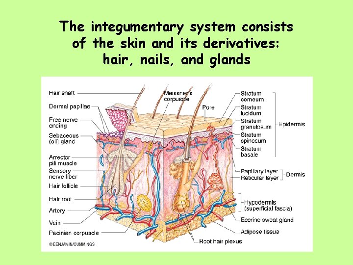 The integumentary system consists of the skin and its derivatives: hair, nails, and glands