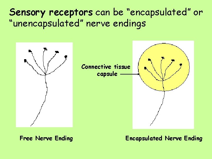 Sensory receptors can be “encapsulated” or “unencapsulated” nerve endings Connective tissue capsule Free Nerve