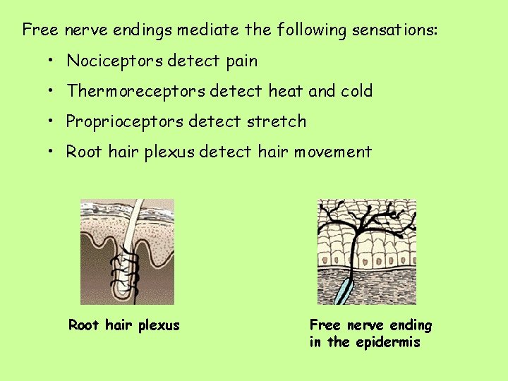 Free nerve endings mediate the following sensations: • Nociceptors detect pain • Thermoreceptors detect