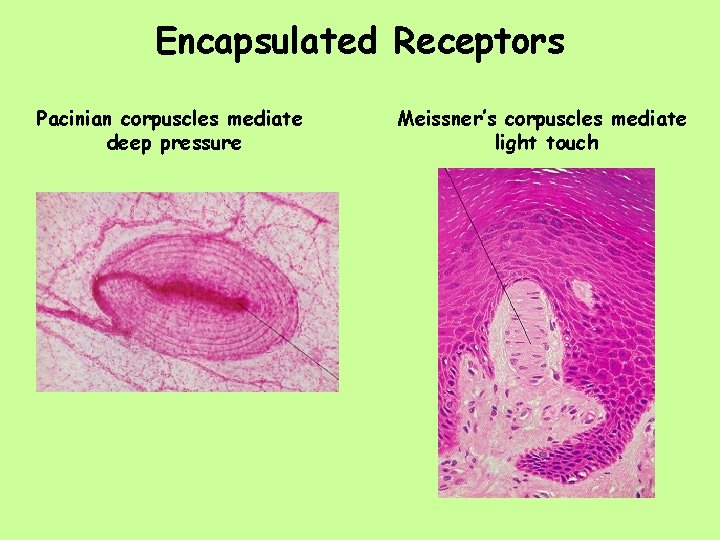 Encapsulated Receptors Pacinian corpuscles mediate deep pressure Meissner’s corpuscles mediate light touch 