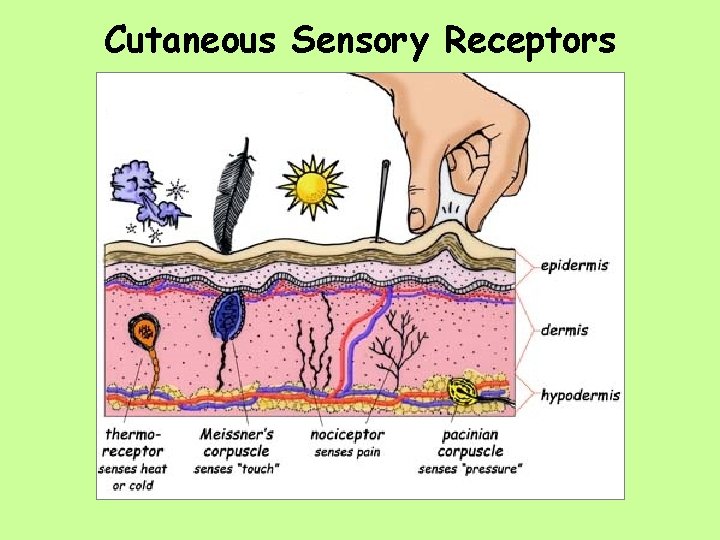 Cutaneous Sensory Receptors 