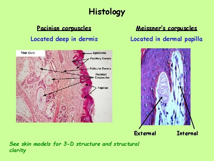 Histology Pacinian corpuscles Meissner’s corpuscles Located deep in dermis Located in dermal papilla External