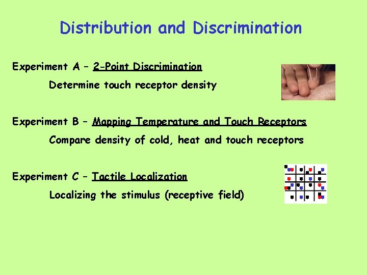 Distribution and Discrimination Experiment A – 2 -Point Discrimination Determine touch receptor density Experiment