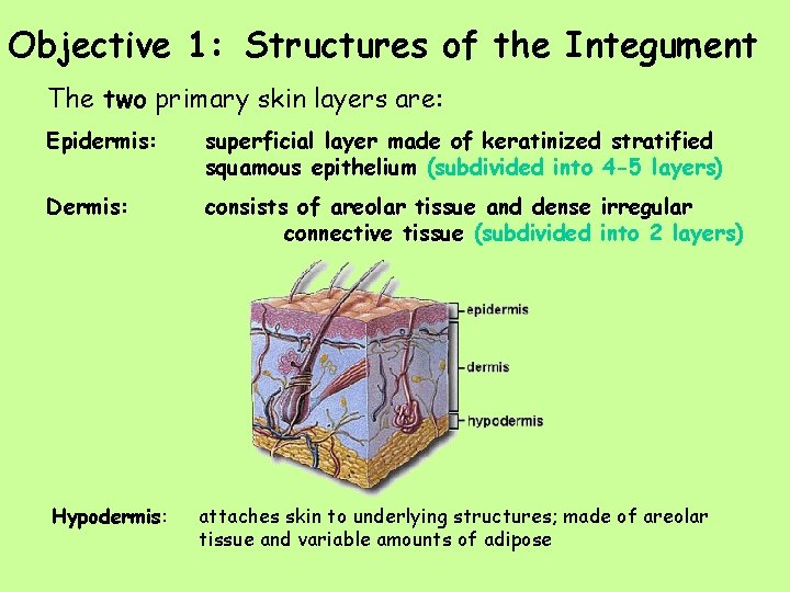 Objective 1: Structures of the Integument The two primary skin layers are: Epidermis: superficial