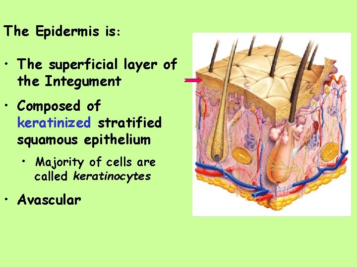 The Epidermis is: • The superficial layer of the Integument • Composed of keratinized