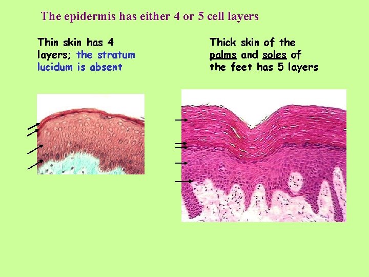 The epidermis has either 4 or 5 cell layers Thin skin has 4 layers;